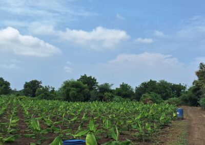 Organic Banana Farms