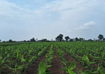 Organic Banana Farms