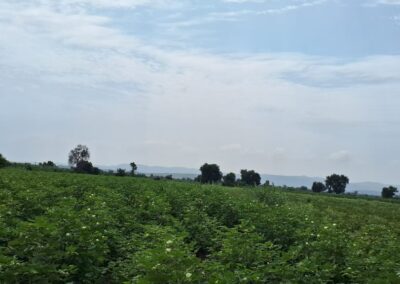 Organic Cotton Farms