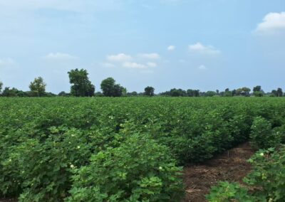 Organic Cotton Farms