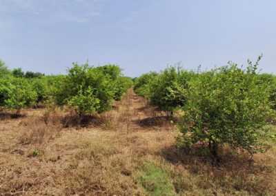 organic lemons